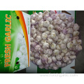 Fresh Normal White Garlic Jinxiang